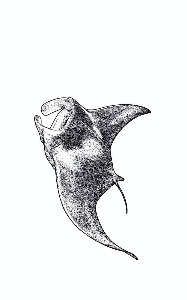 Giant Manta Ray