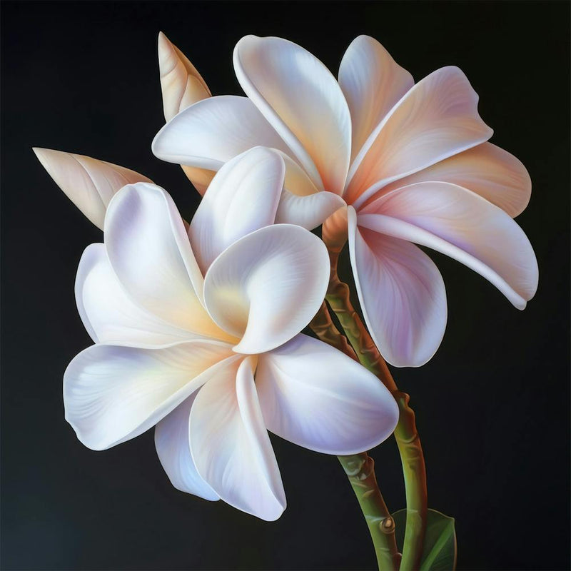 Floral Art 0014 Single Flowers 0014 Floral Bot 0036 Bp6586 Imagine An Frangipani Flowers Boquet In Its Closed Sta Fa7d6d