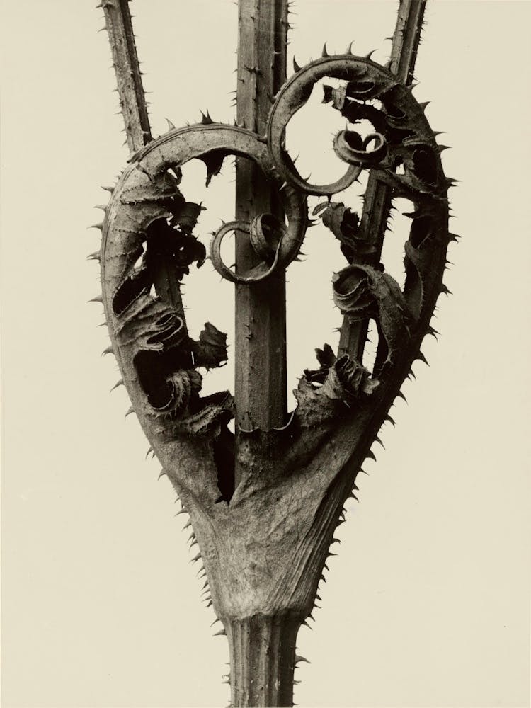 Dipsacus Laciniatus, Karl Blossfeldt