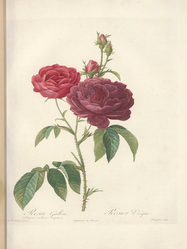 Rose Illustration, Pierre Joseph Redoute (11)