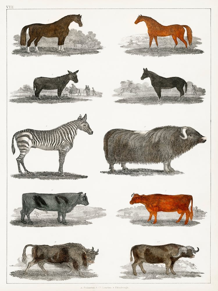 Collection Of Animals, Oliver Goldsmith