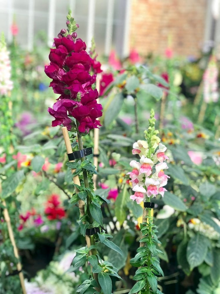 Foxgloves