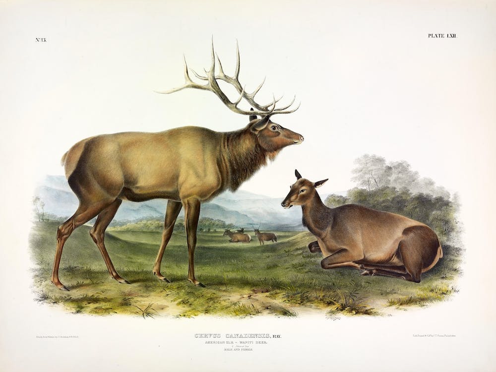 Wapiti Deer, John James Audubon