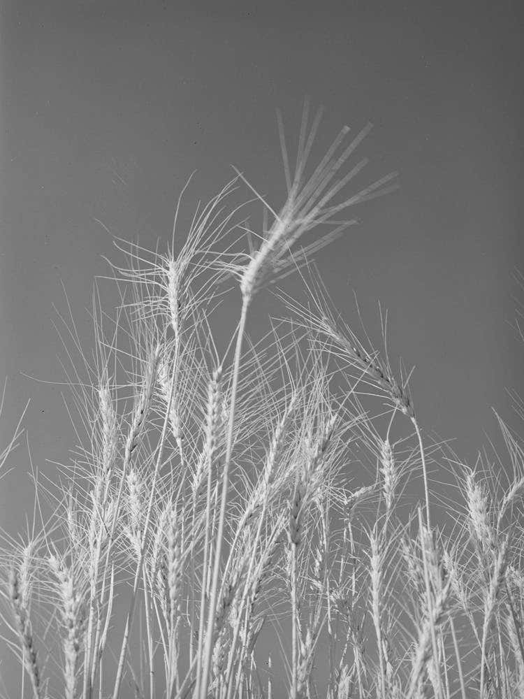 Untitled Photo, Possibly Related To Ripe Wheat In The Field