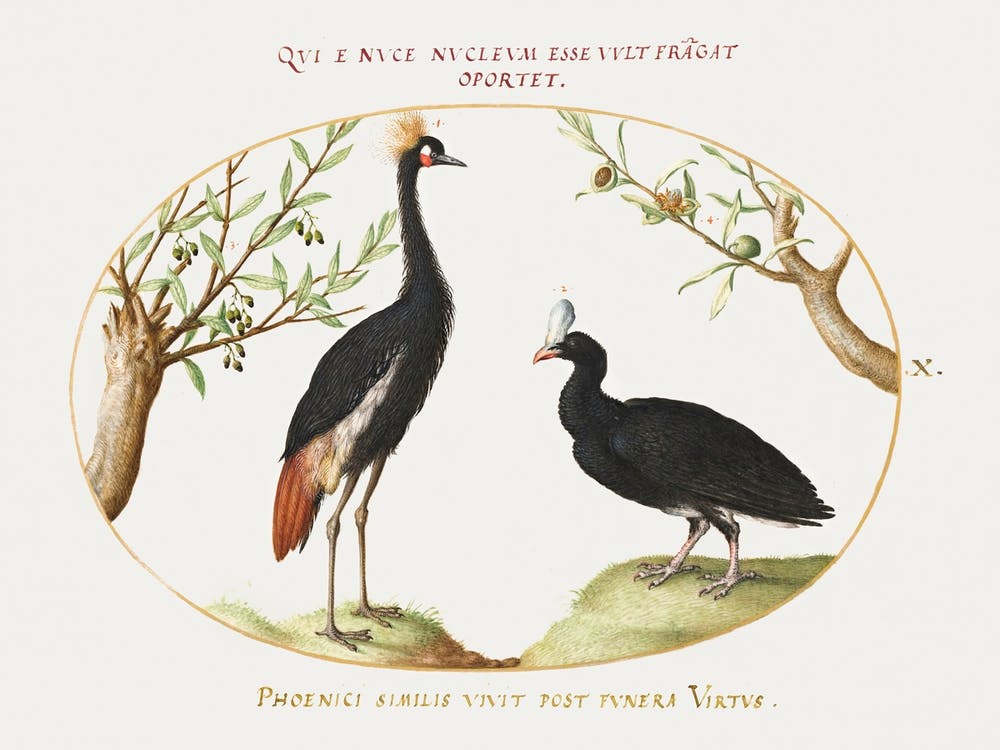 Gray Crowned Crane And Helmeted Currasow (1575–1580), Joris Hoefnagel