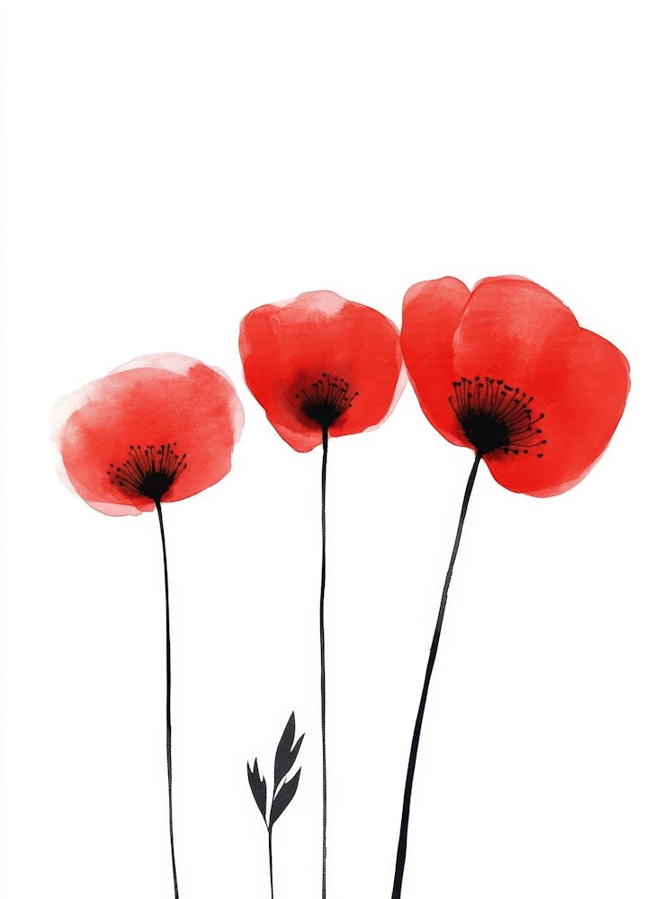 Three Red Poppies