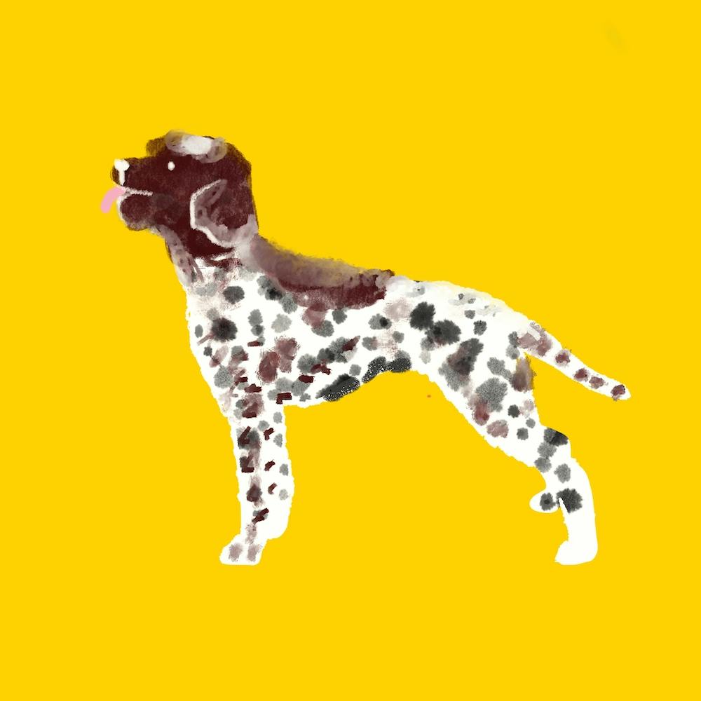 Lagotto Romagnolo