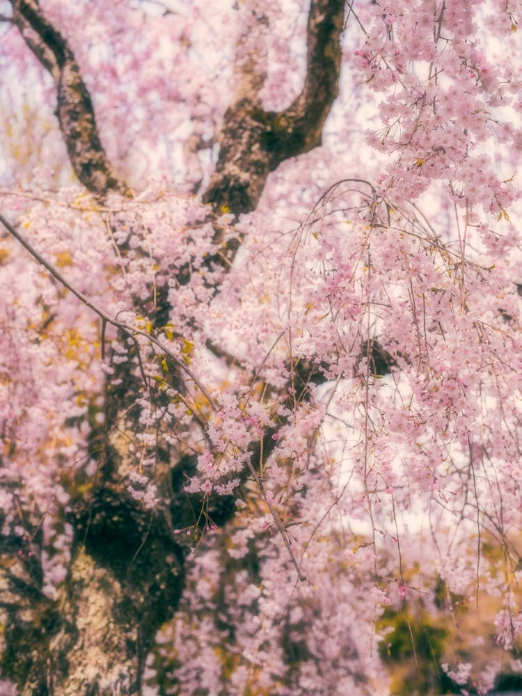 Spring cherry blossoms