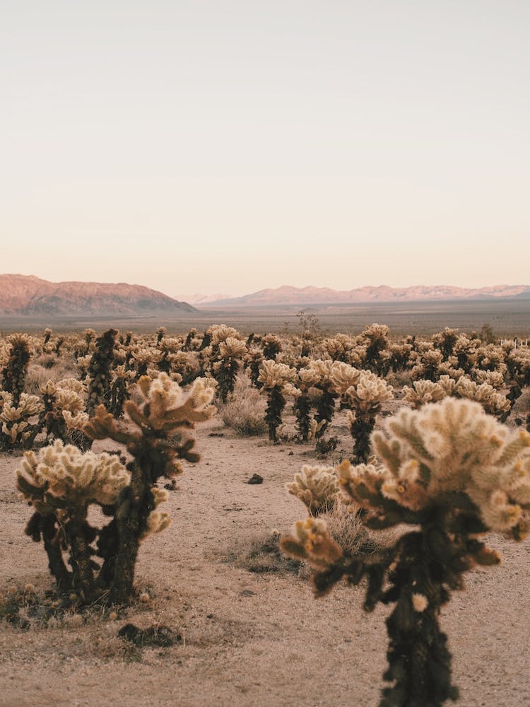 Cholla Cactus Sunset