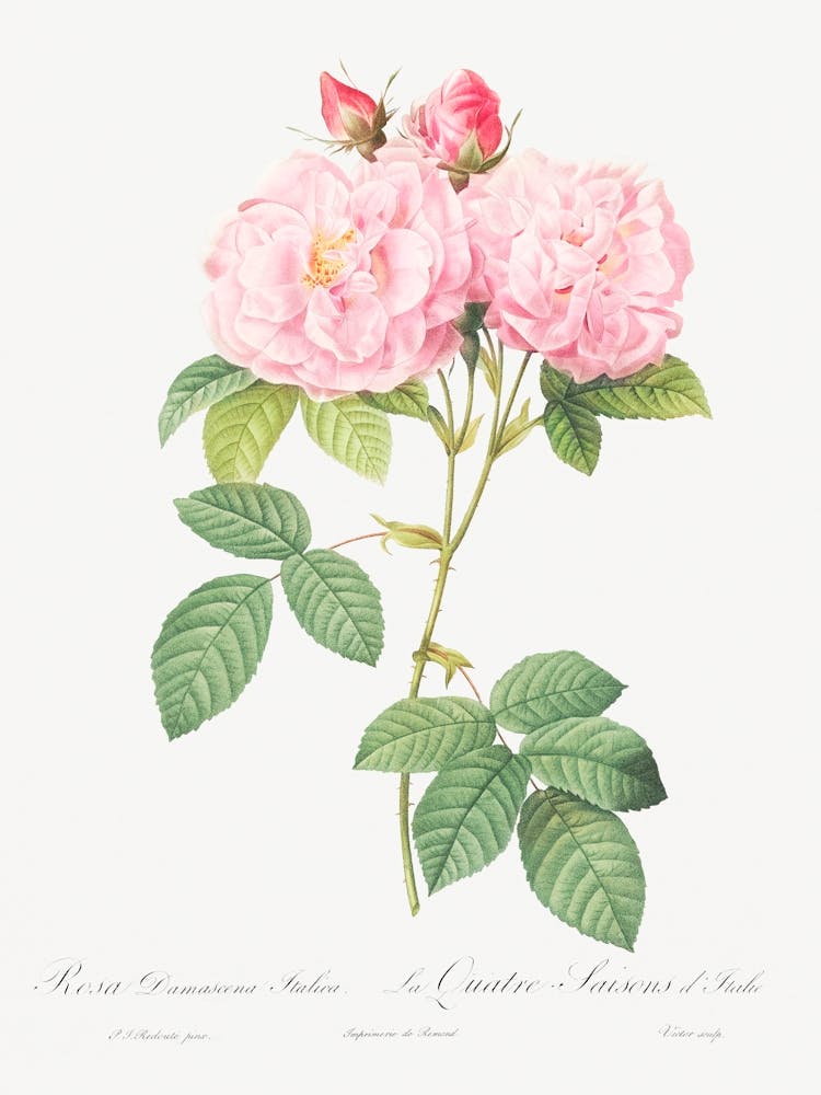Italian Damask Rose, Pierre Joseph Redoute