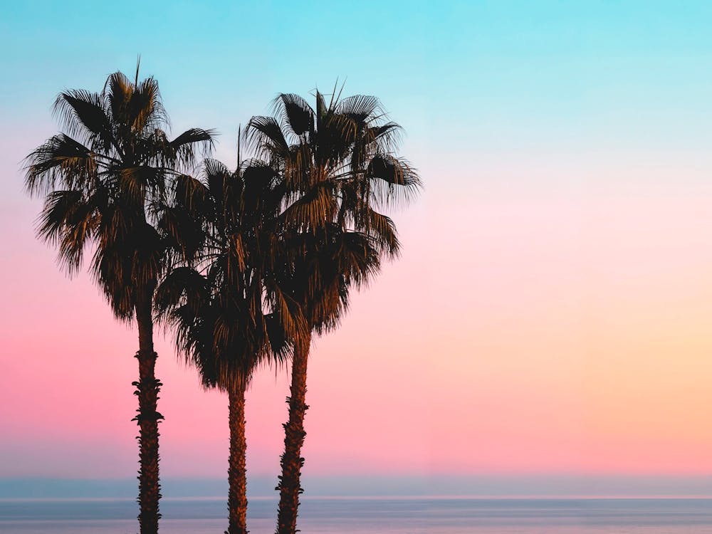 California Dreaming - Coastal Palms