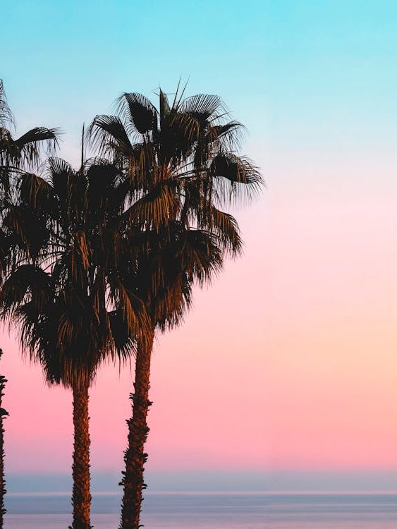 California Dreaming - Coastal Palms
