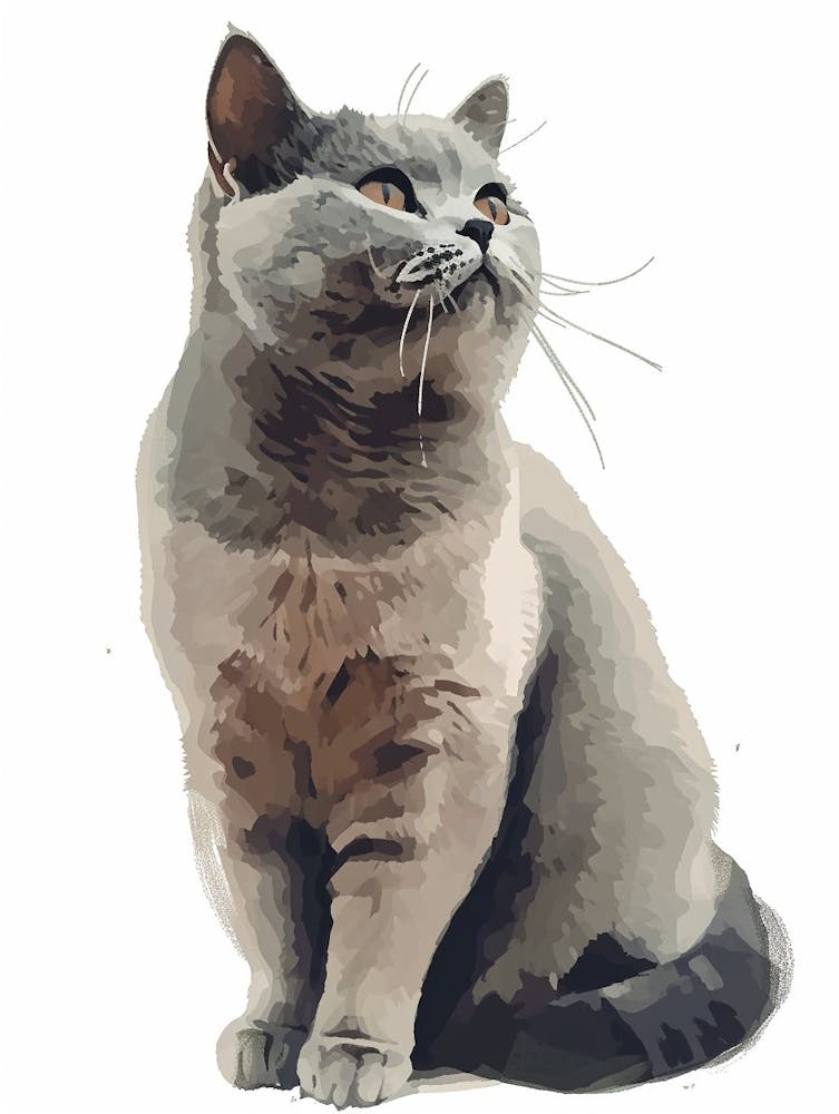 British Shorthair Cat Clipart Illustration 2