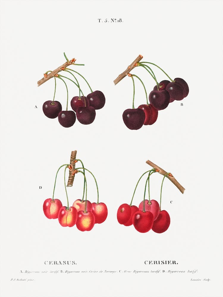 Différentes Cerises, Pierre Joseph Redoute