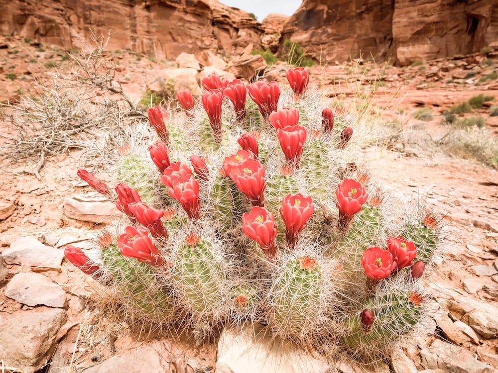 Desert Cactus