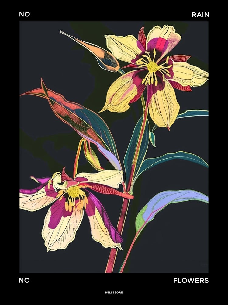 No Rain No Flowers Poster Hellebore 4
