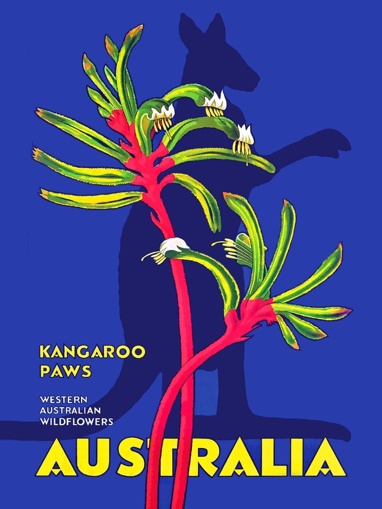 Australia, Kangaroo Paws