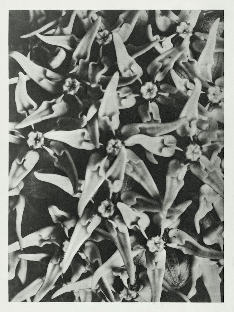 Showy Milkweed (1928), Karl Blossfeldt