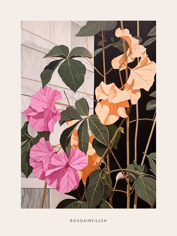 Flower Illustration Bougainvillea 1 Poster