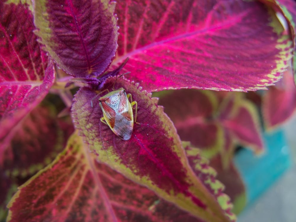 Bug On A Plant