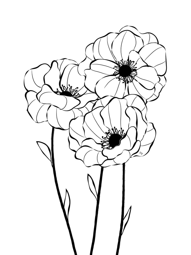 Poppy Flowers