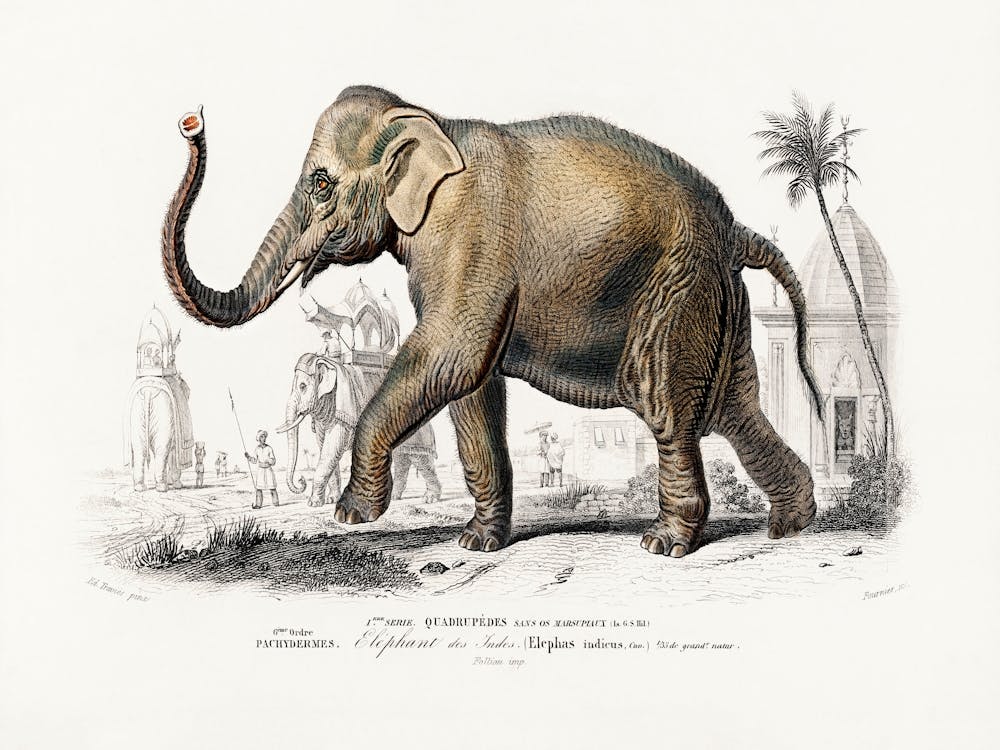 Asiatic Elephant (Elephas Maximus), Charles Dessalines D'Orbigny