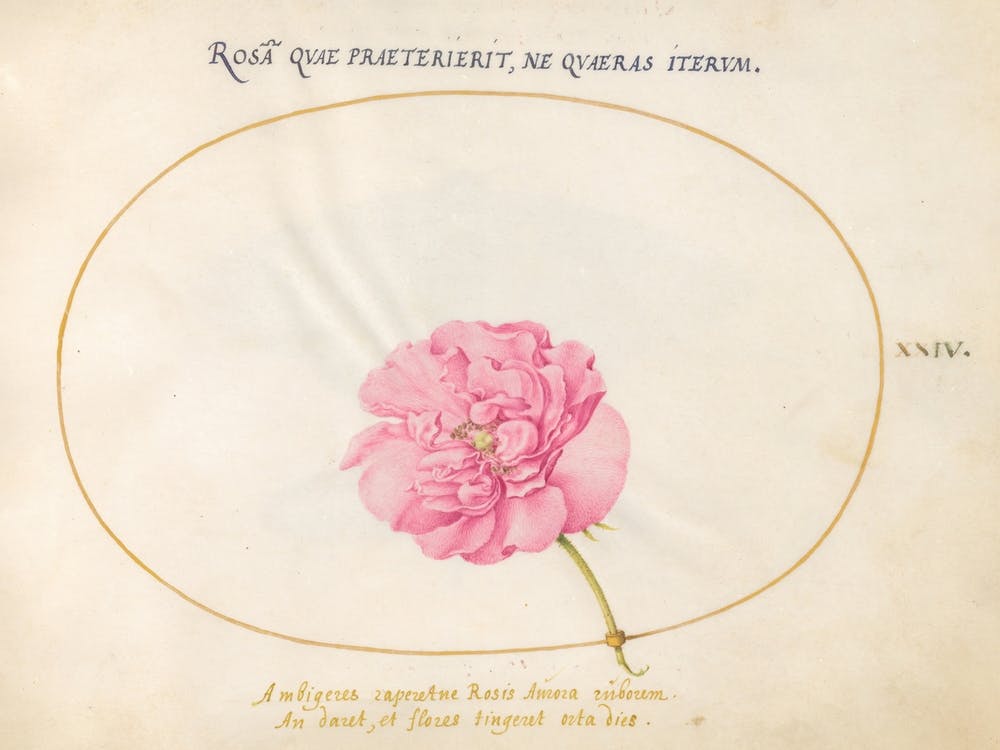 Pink Rose, (c. 1575-1580), Joris Hoefnagel