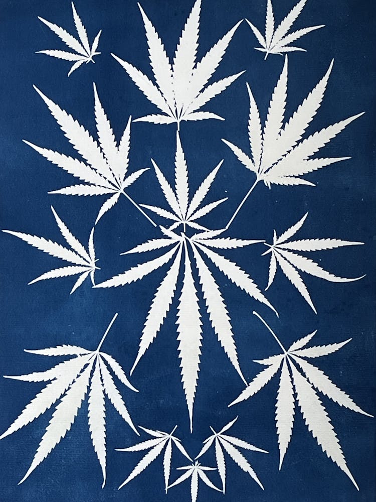 Cyanotype blue hemp leaves