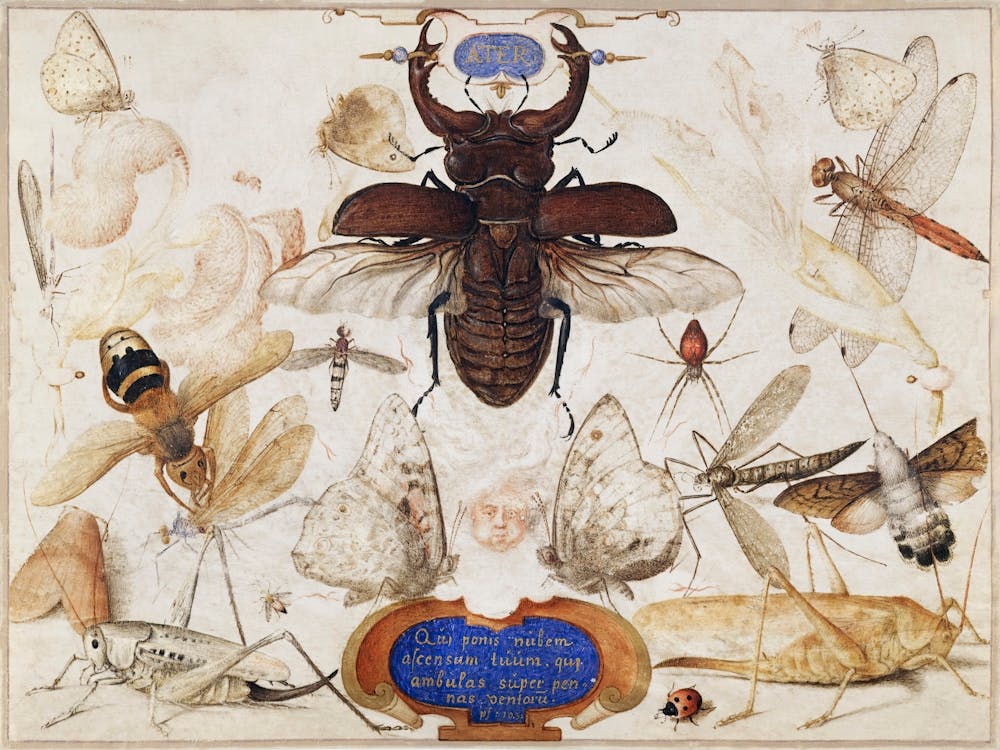 Insects And The Head Of A Wind God (1590–1600), Joris Hoefnagel