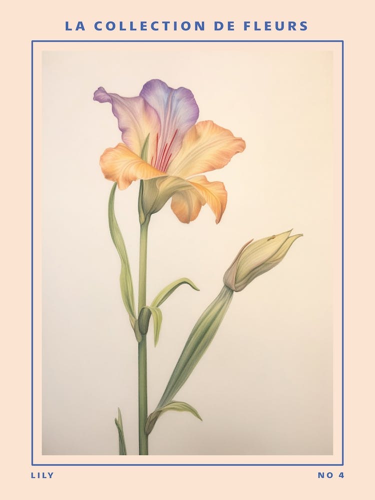 Lily 4 French Flower Botanical Poster