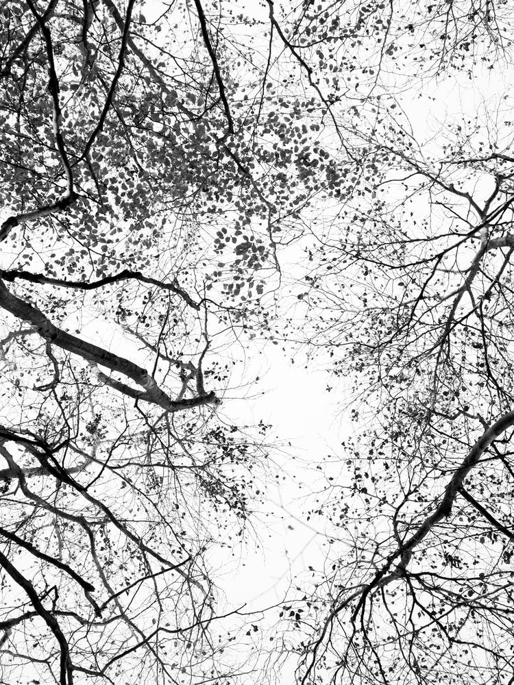 Reaching Into The Sky