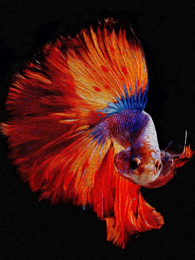 Big Tail Siamese Fighting Fish Digital Painting