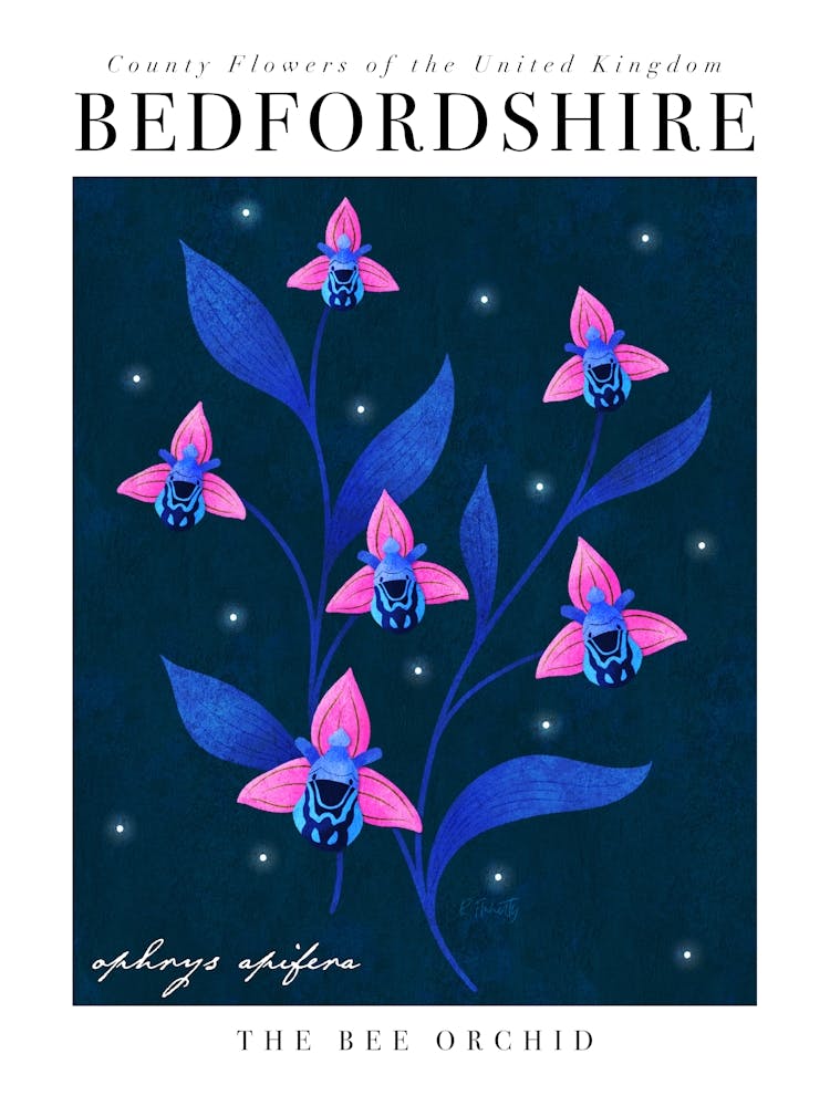 Grafschaftsblume von Bedfordshire Bienenorchidee