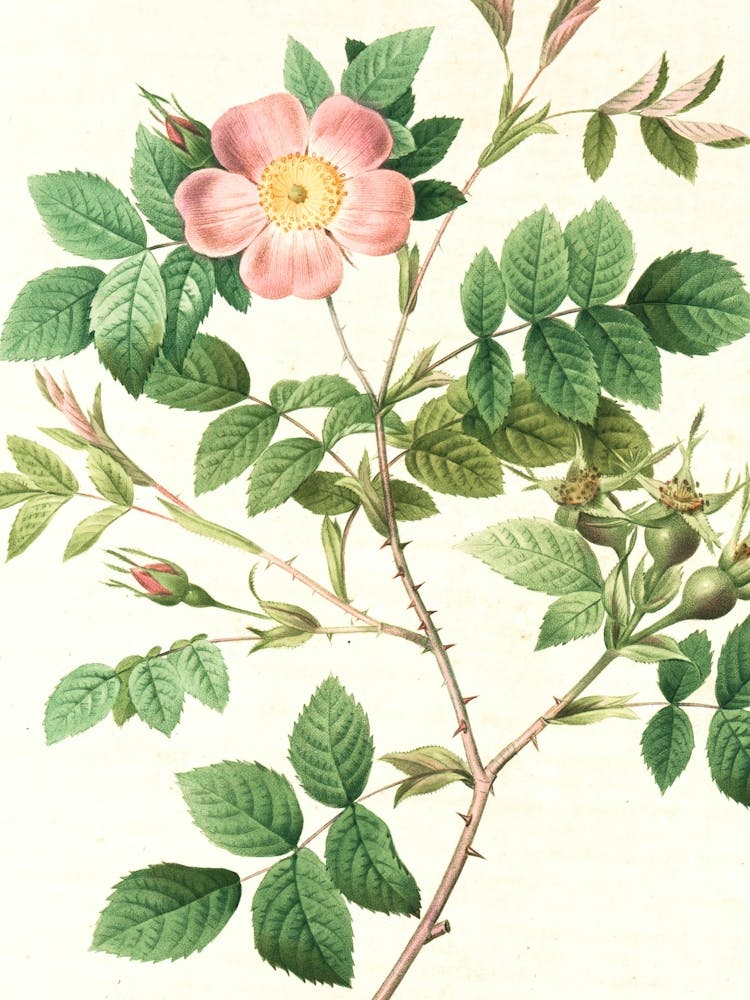 Vintage Retro Botanical Flower Illustration 1