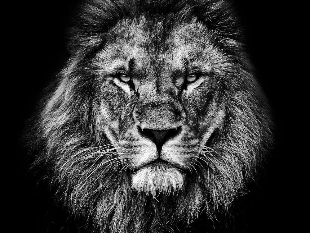 Black And White Lion