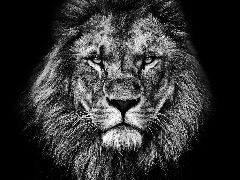 Black And White Lion