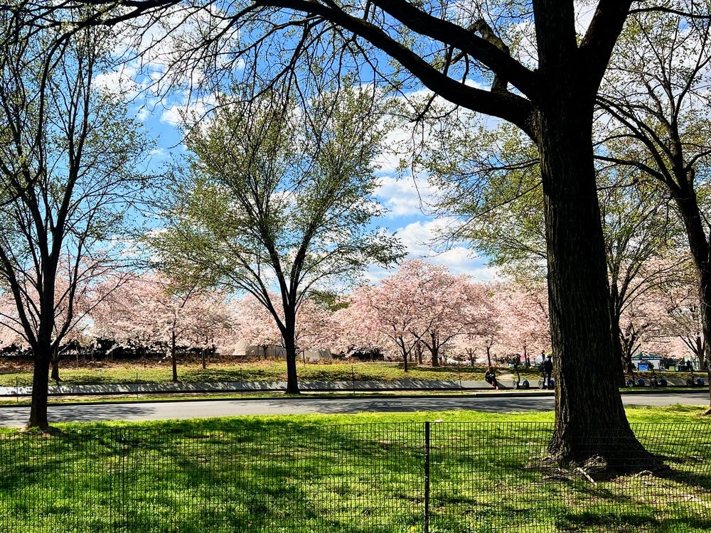 Driver’s View, Cherry Blossoms In Washington DC