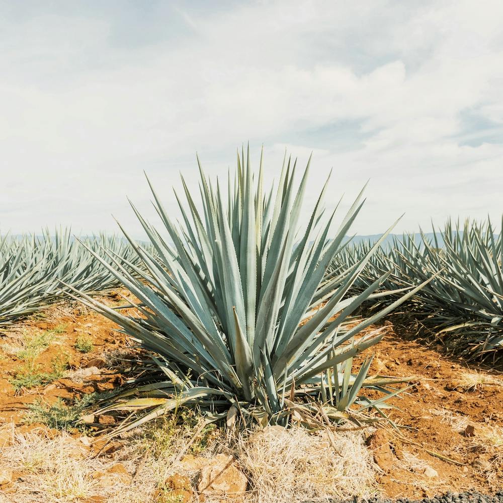 Agave Field