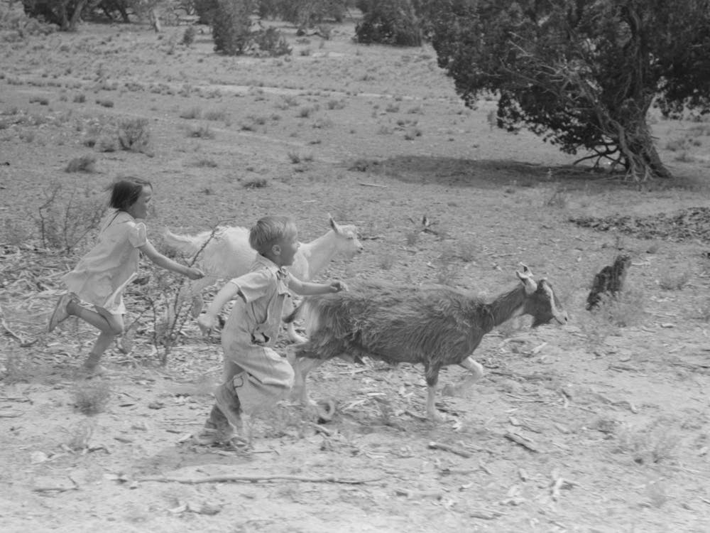 Children Play With The Goats At All Day Sunday Visiting, Pie Town, New Mexico By Russell Lee