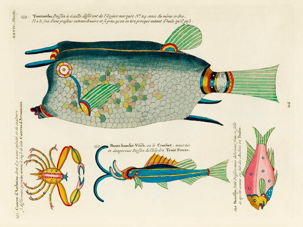 Colourful And Surreal Illustrations Of Fishes And Crab Found In Moluccas (Indonesia) And The East Indies, Louis Renard (1678 1746)(87)