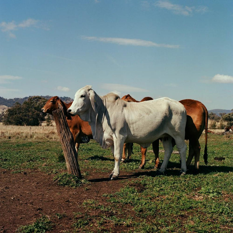 Farm 007