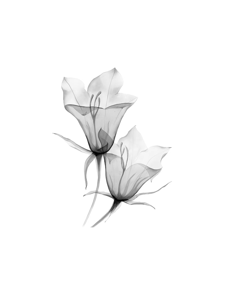 Schwarz-Weiße Blumen 26