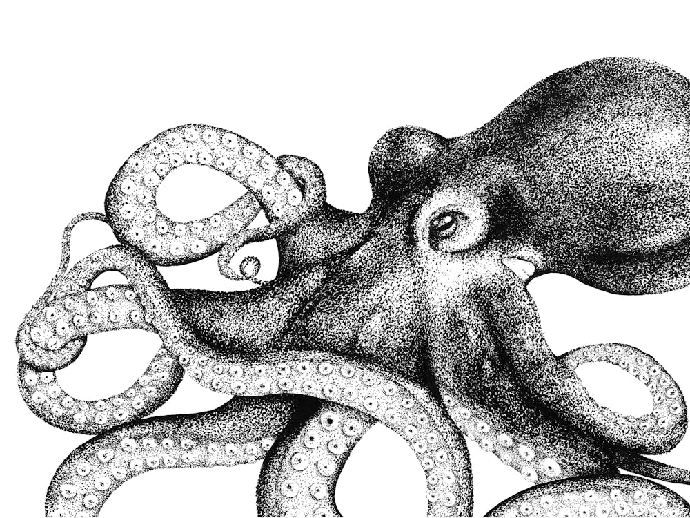 Dotwork Oktopus Illustration