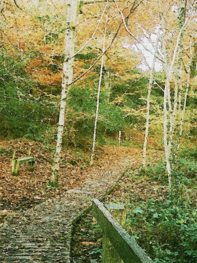 Autumn Trail