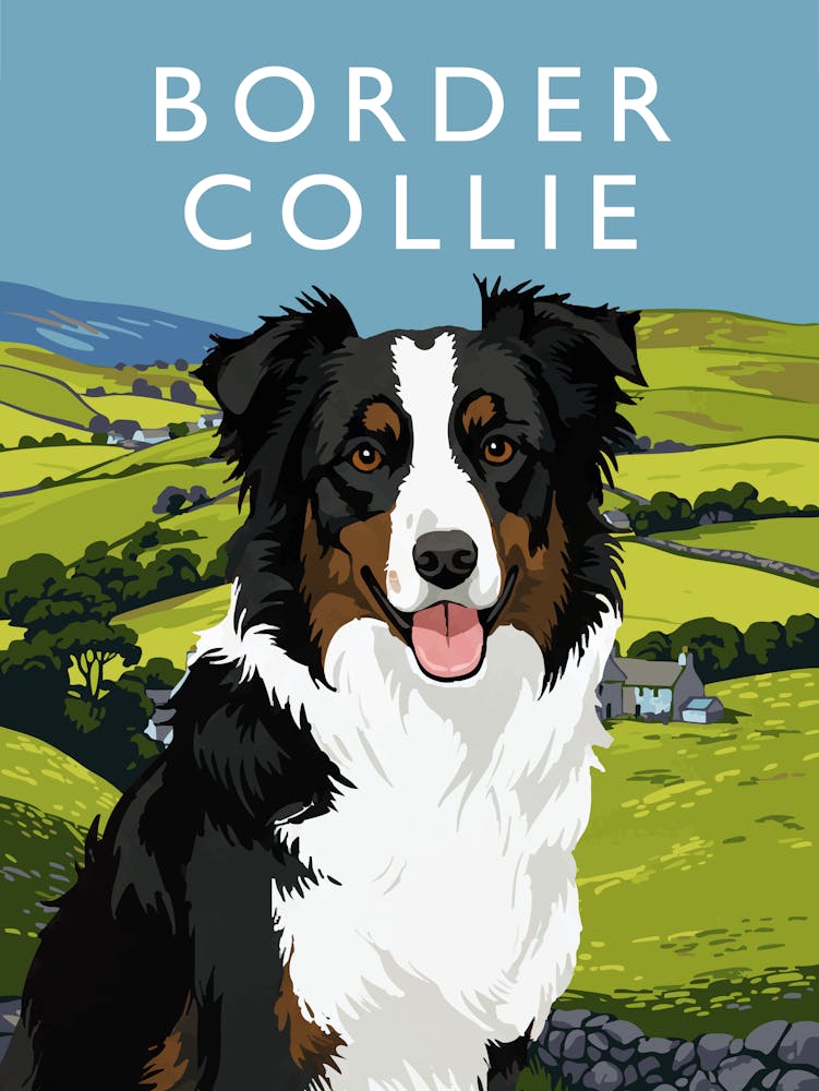 Border Collie