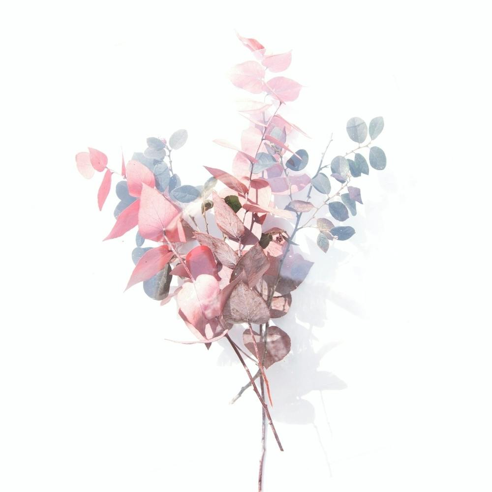 Eucalyptus