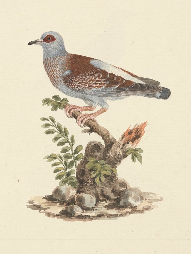 Speckled Pigeon, African Rock Pigeon, Luigi Balugani