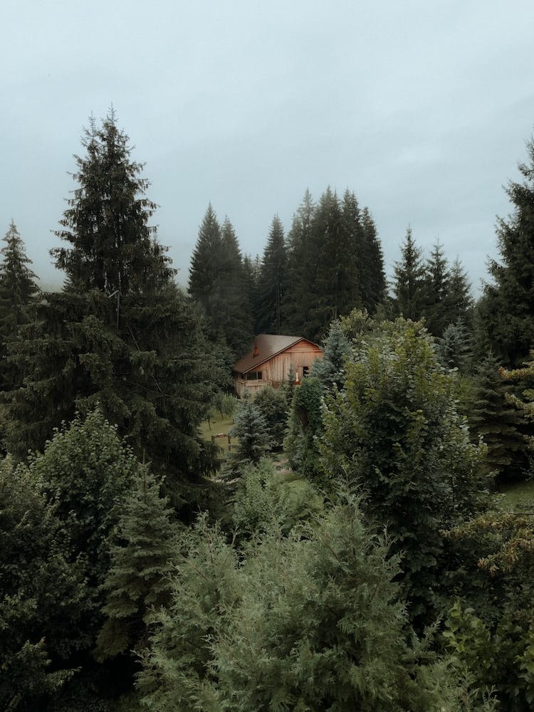 Cabin In The Woods
