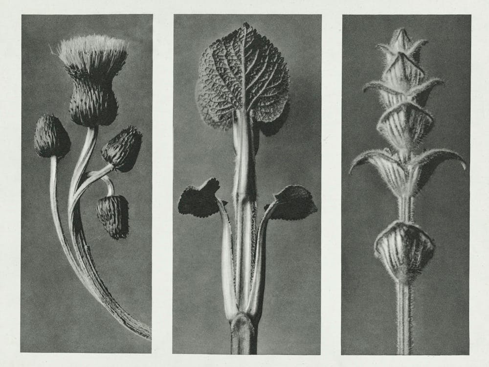 Queen Anne Thistle, Phlomis Umbrosa And Salvia (1928), Karl Blossfeldt 1