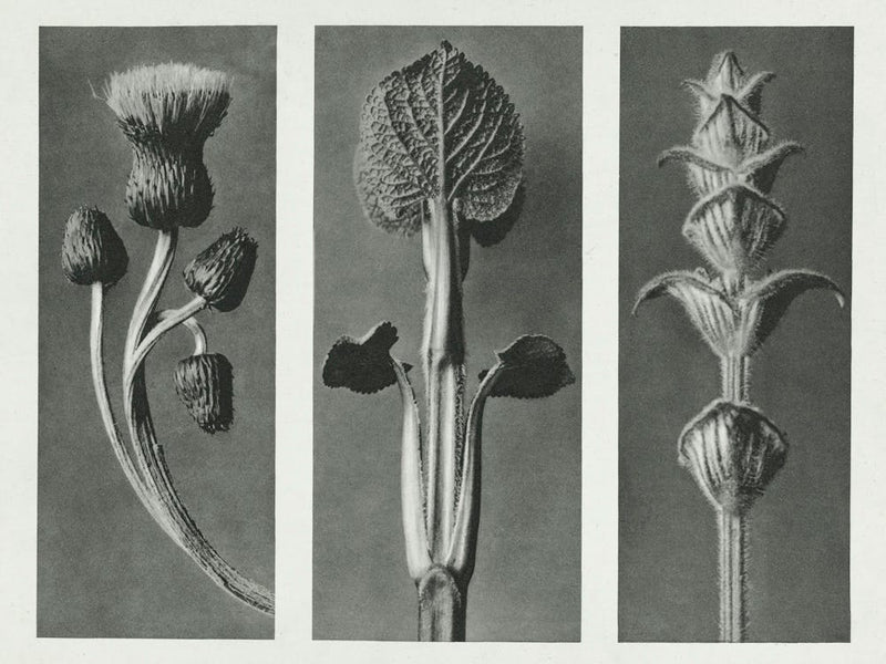 Queen Anne Thistle, Phlomis Umbrosa And Salvia (1928), Karl Blossfeldt 1